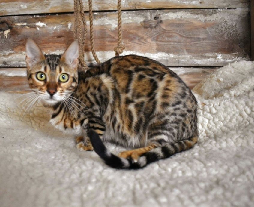 Cudowne koty bengalskie Principessa Bengals od 2009