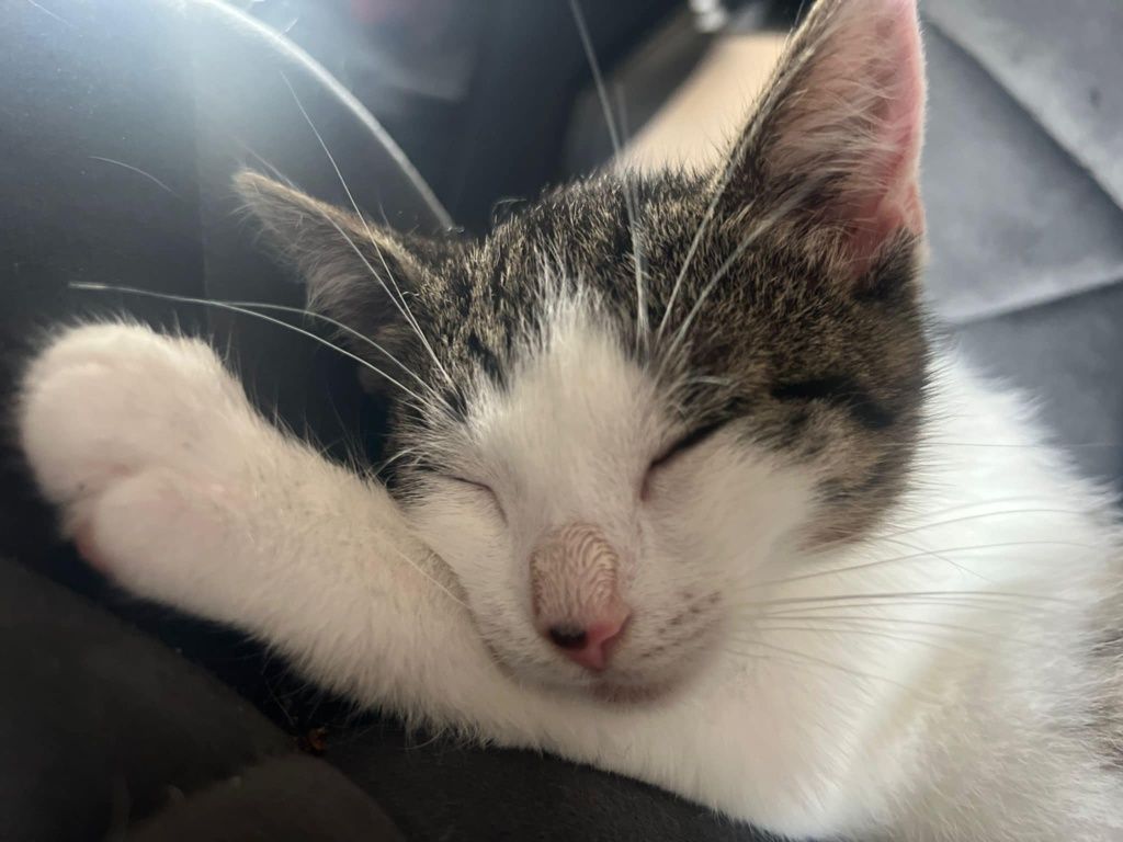 Kocurek do adopcji