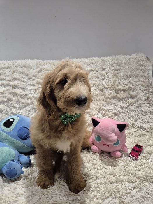 Goldendoodle f1 standard