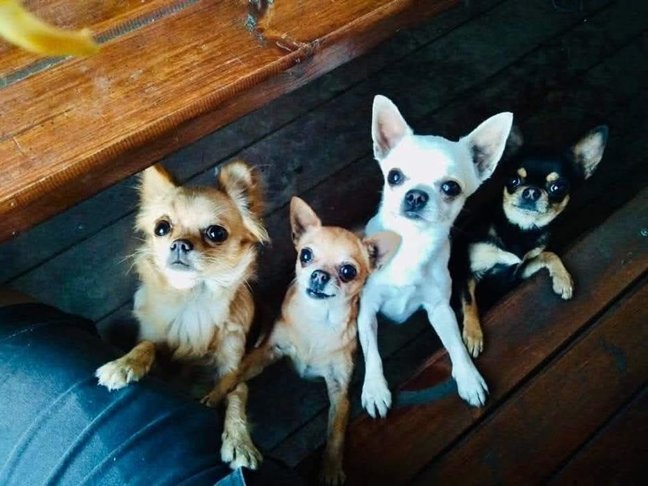Чихуахуа шукають друзів і люблячу родину.