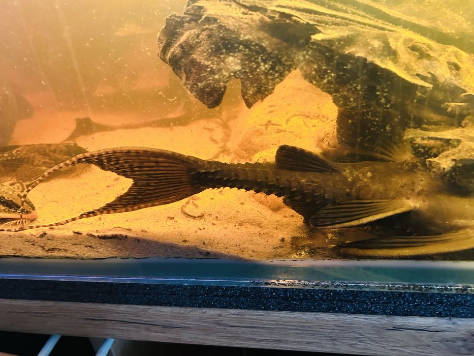 Zbroinik Adonis l-155