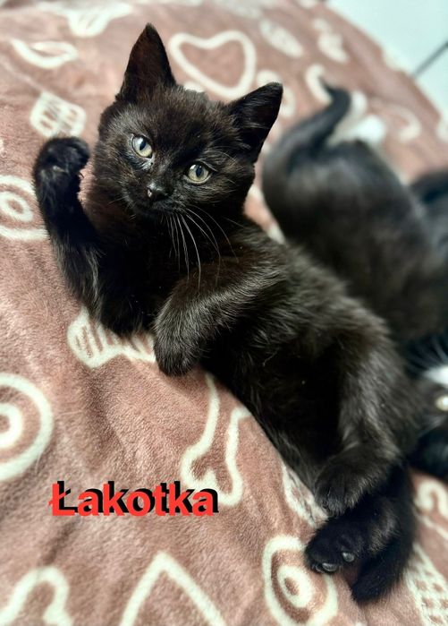 Łakotka, Łakotek i Łasuch maluszki do adopcji