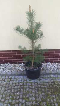 Sosna bonsai duża sadzonka