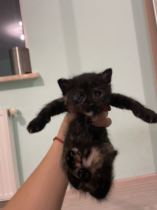 Отдаю котят ,1 месяц обе девочки