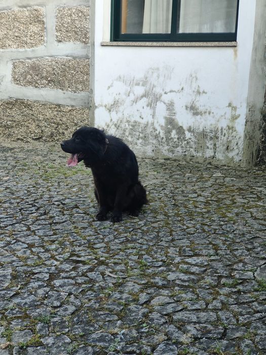 Cão preto para adoção