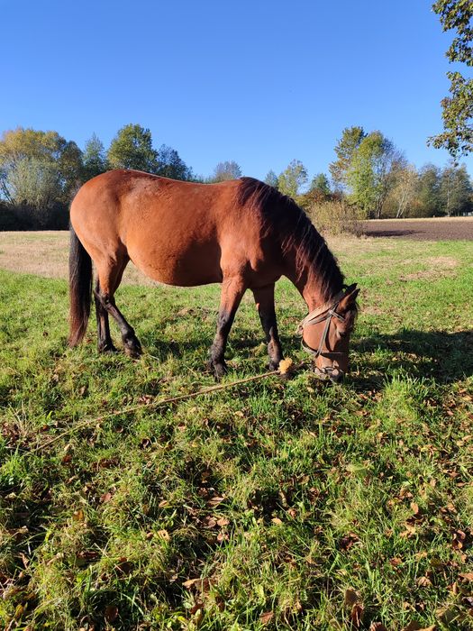Молода робоча кобила