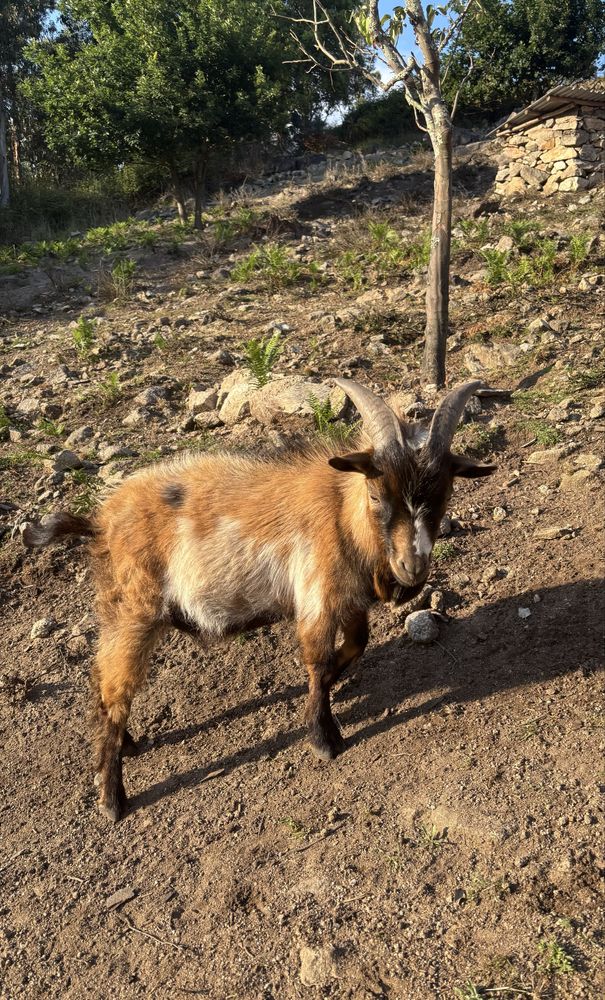 Cabrito anão macho, malhado, 1 ano de idade