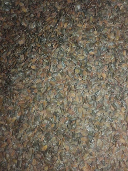 Maciejka dwuroga rórzowata