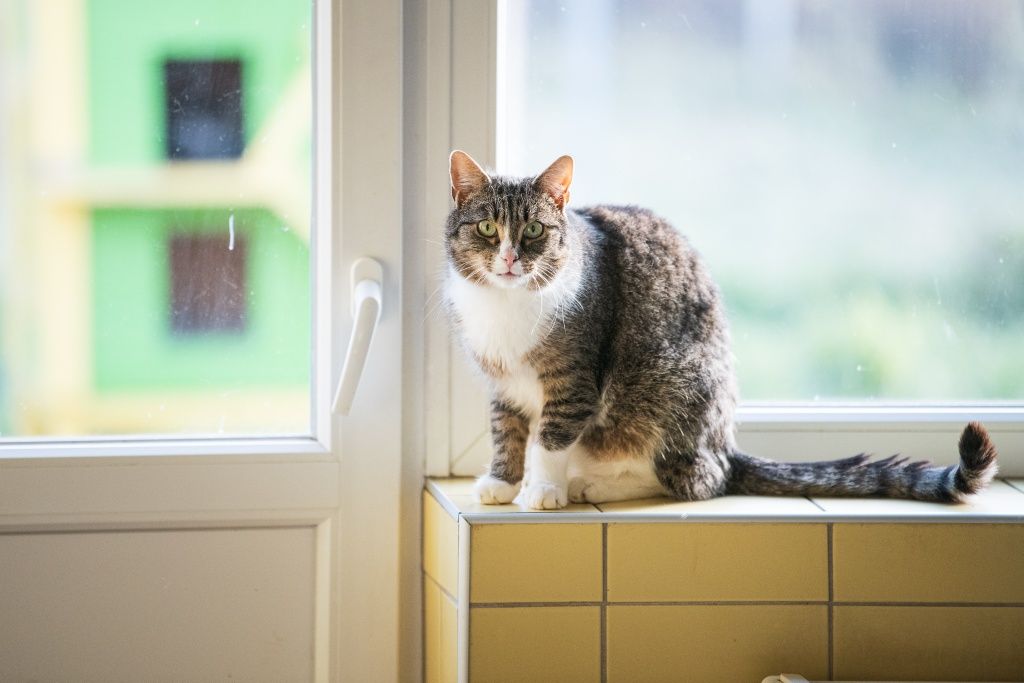 Kocurek Gniewosz do adopcji!