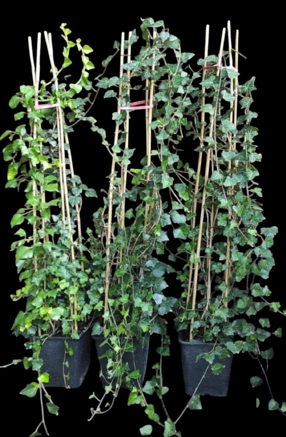 Bluszcze Hedera Helix duży wybór