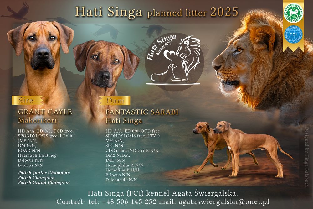 Rhodesian ridgeback - Ślask dostepna suczka standardowa