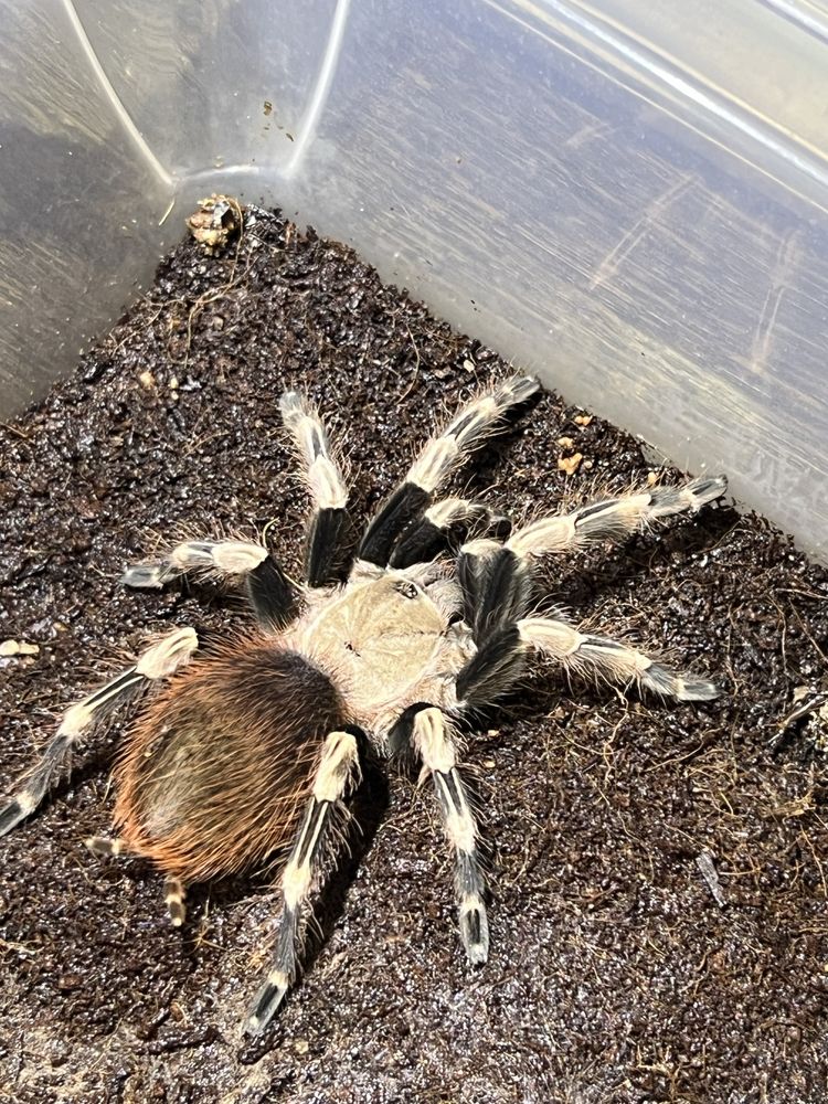 Продам самку Nhandu chromatus