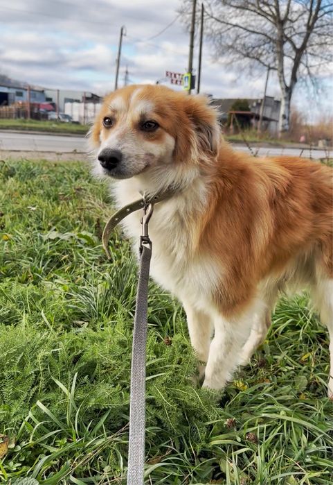 Шукаємо дім ХЛОПЧИКУ