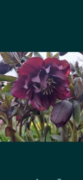 Кампсис, морозник, айва шиповник