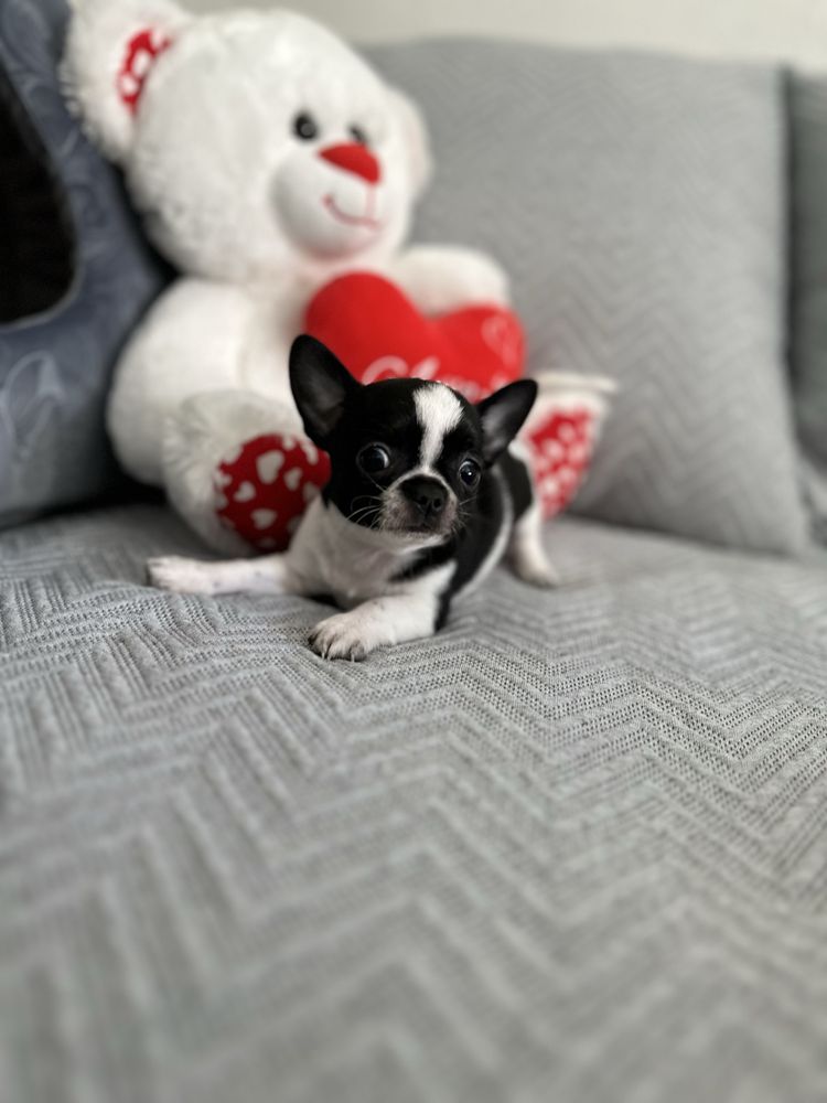 Menino super mini chihuahua