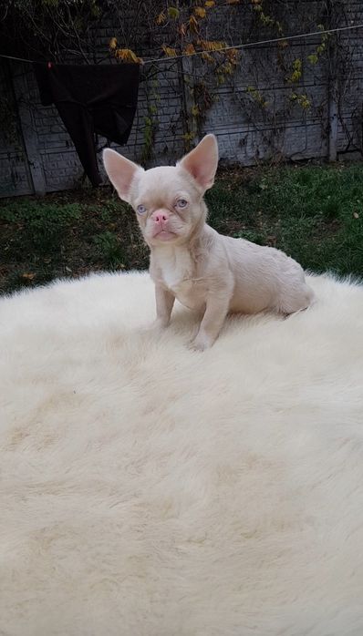 Французький бульдог пінк