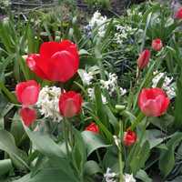 Нарциссы  тюльпаны фиалки садовые