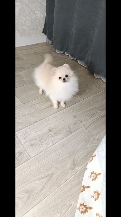 Файний хлопчик шпіц