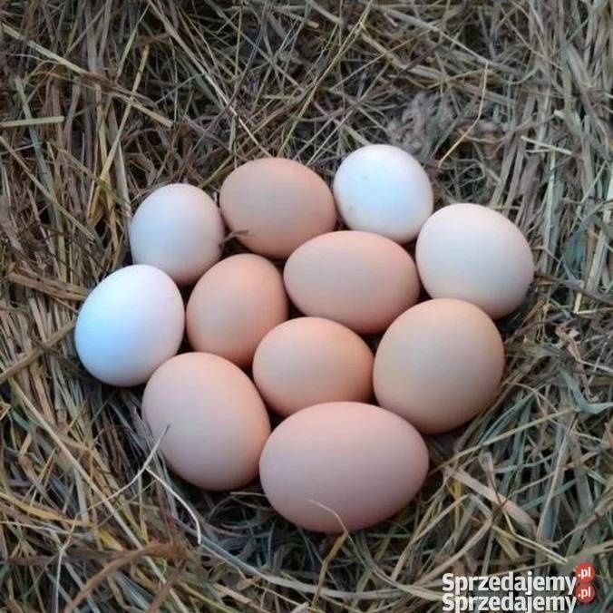 Jajka wiejskie ekologiczne wolnego wybiegu XL