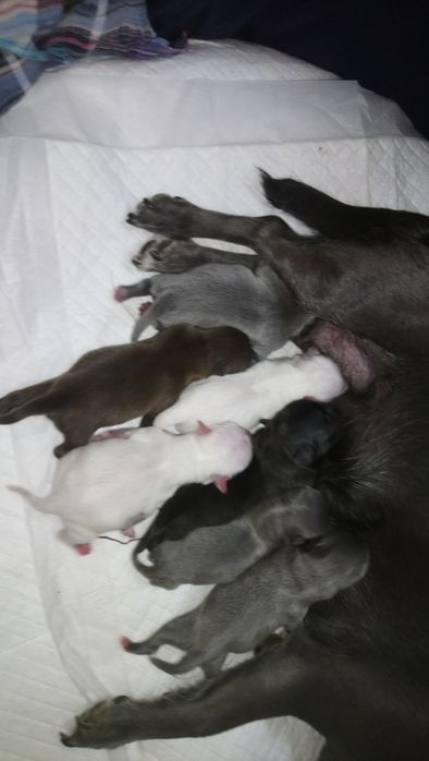 Голубого окраса мальчик. Вязка.