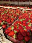 Продам Полуницю Свіжу / Мармелада, Азія / Урожай 2025