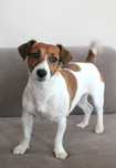 Suczka Jack Russell Terrier ZKwP, FCI