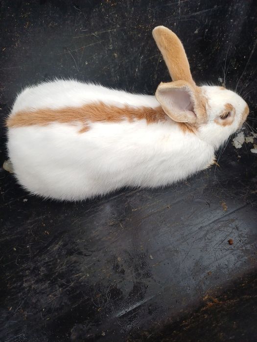 Królica srokacz niemiecki rudy