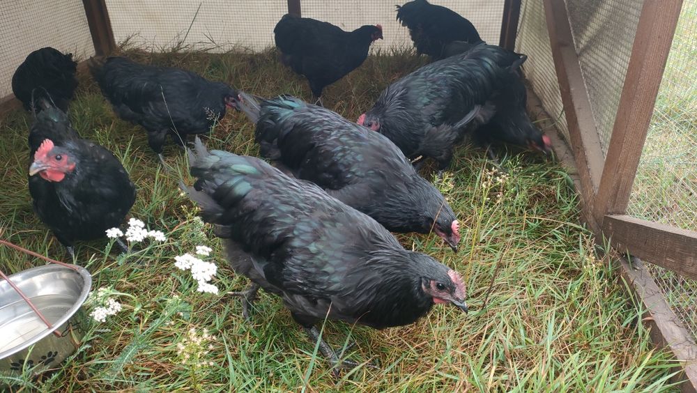 Australorp Czarny Koguty