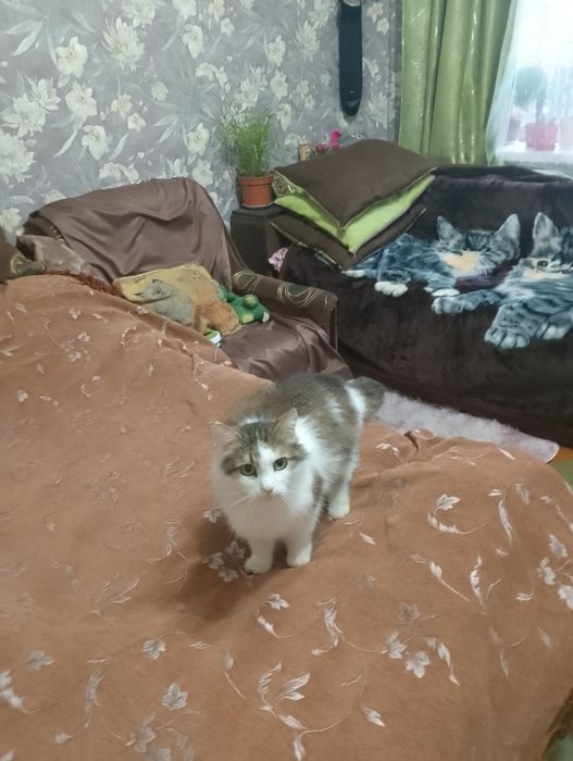 Кошка,котик сибирский,пушистый.