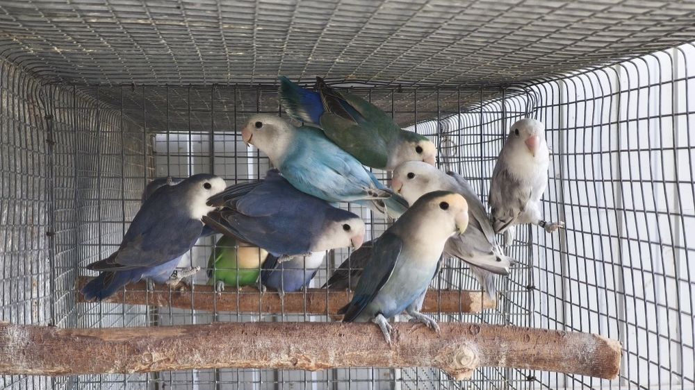 Agapornis roseicollis