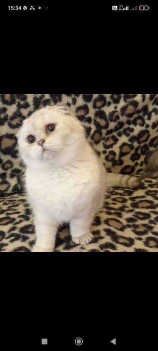 Piękny kocurek szkocki kłapouchy