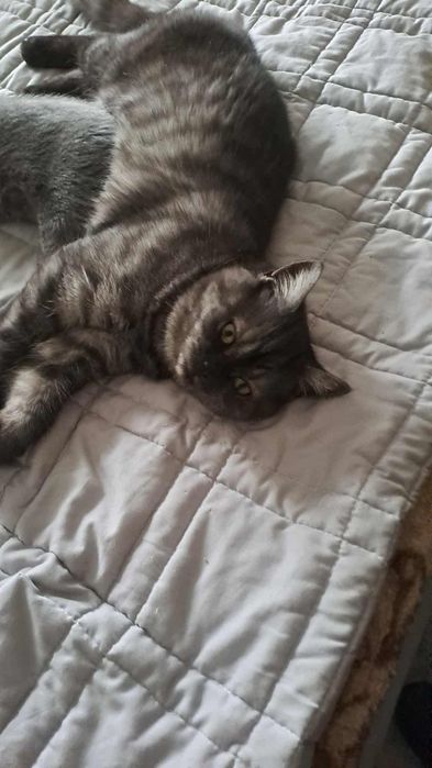 Piękny kocurek brytyjski