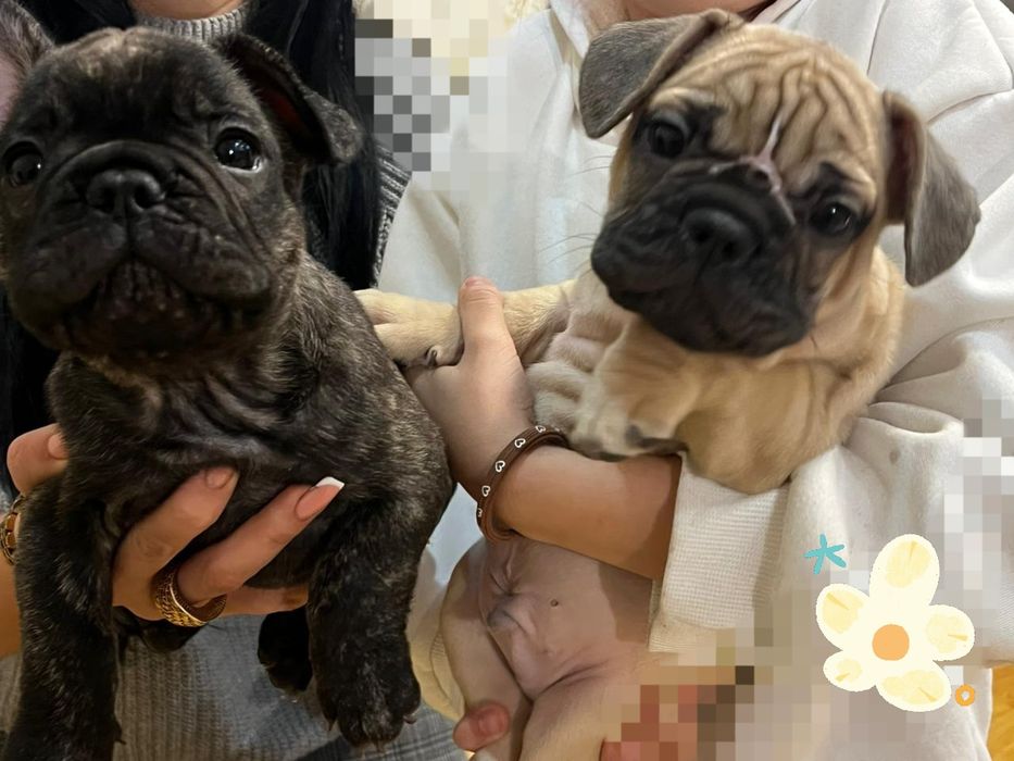 Продається французький бульдог