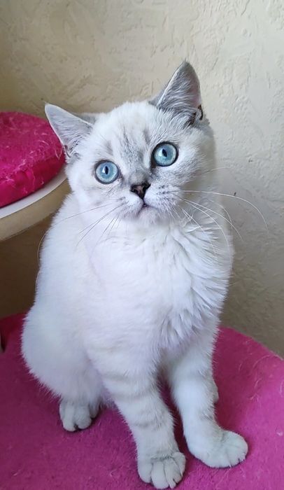 Мальчик шиншиллка поинт