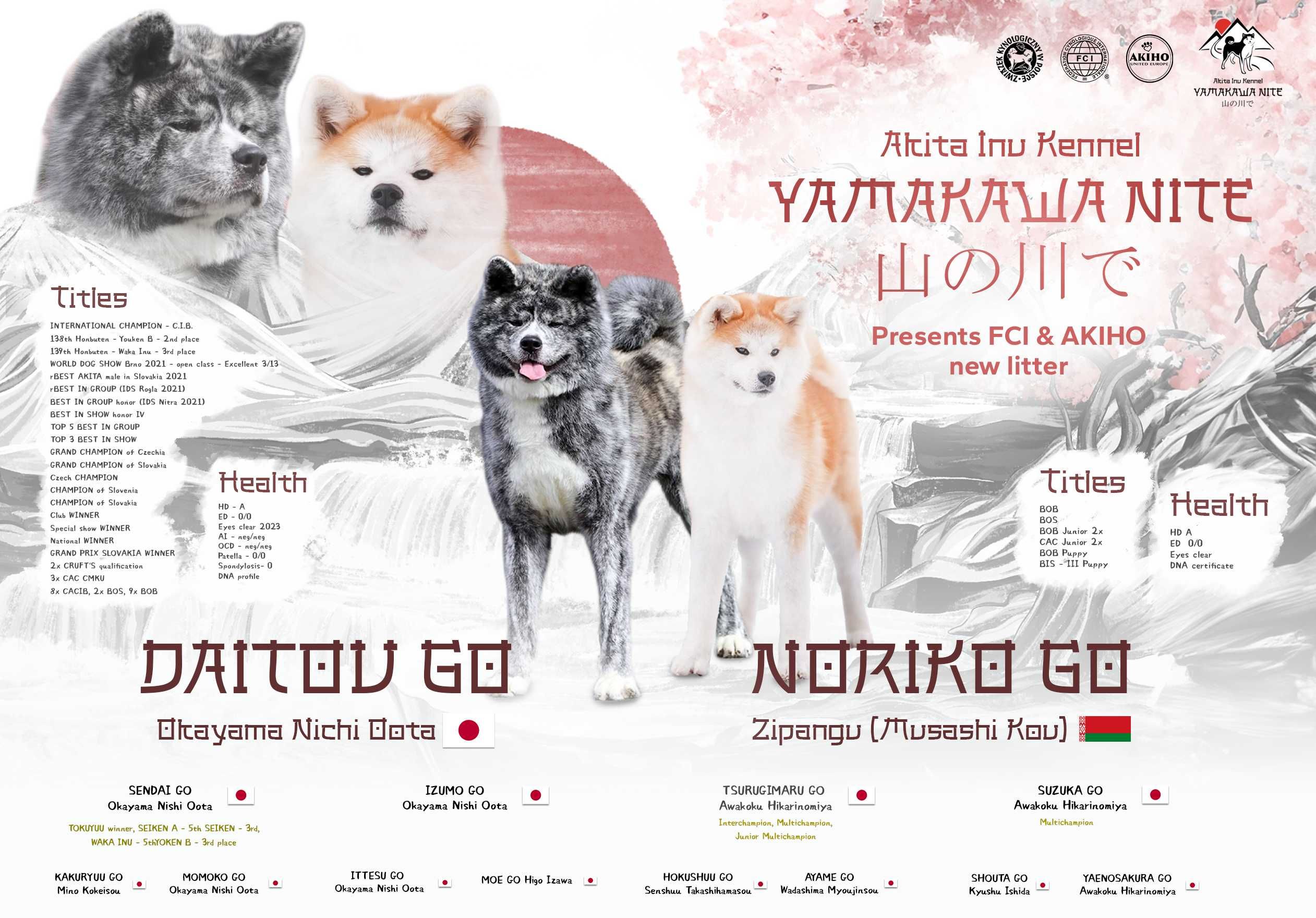 Akita Inu (japońska), ZKwP / FCI & AKIHO – piesek pręgowany