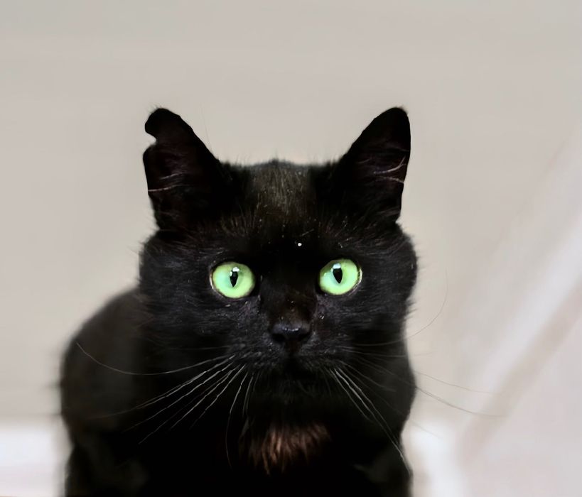 Марсела, витончена красуня, шукає свою родину!