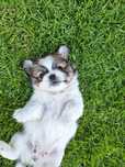 Piękne szczeniaki!!! Zapraszam do rezerwacji! Pekinczyk, nie shih tzu