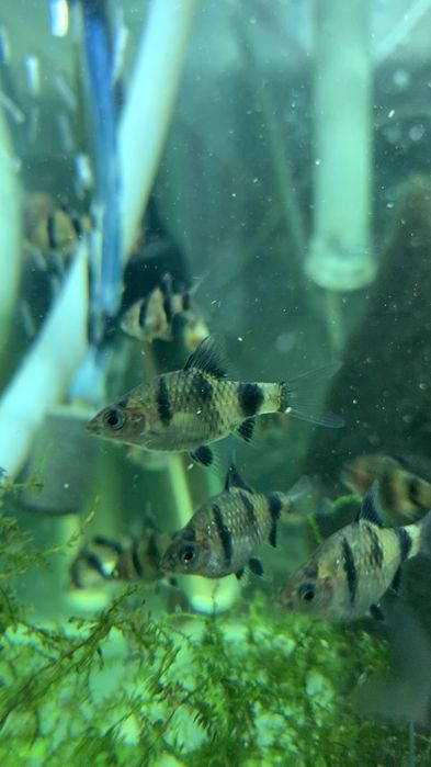 Продам рибки гуппіта барбуси по 1,5см.