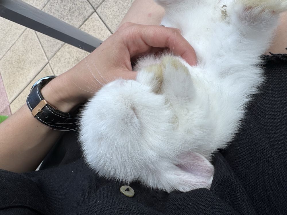 Mini Lop, Baranek Miniaturowy