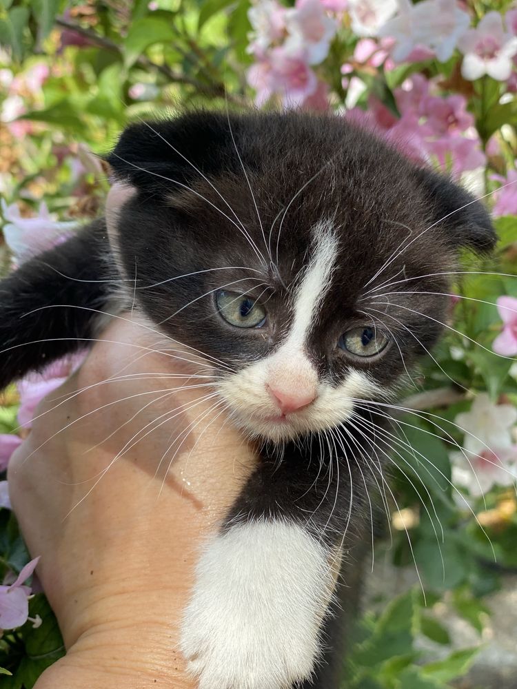 Вислоухий котик, 3 месяца
