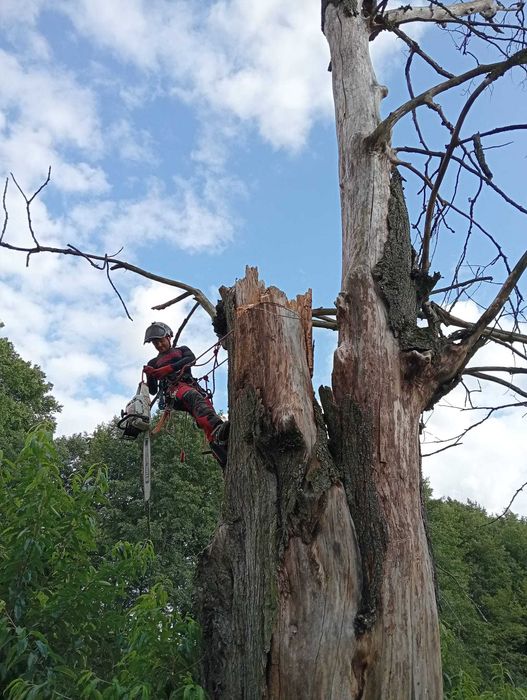 Wycinka i przycinanie drzew HUSARIA