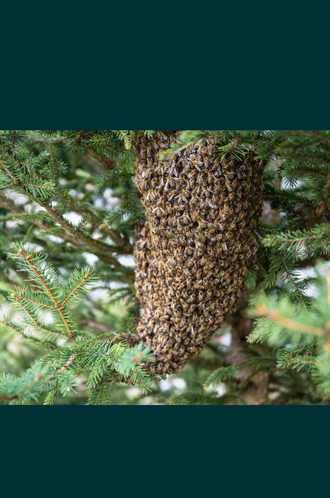 Usunę roje pszczele /Pogotowie Rojowe /Zbiorę rójki pszczół