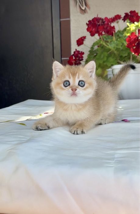 Дівчинка 1,5 місяці золота шиншила