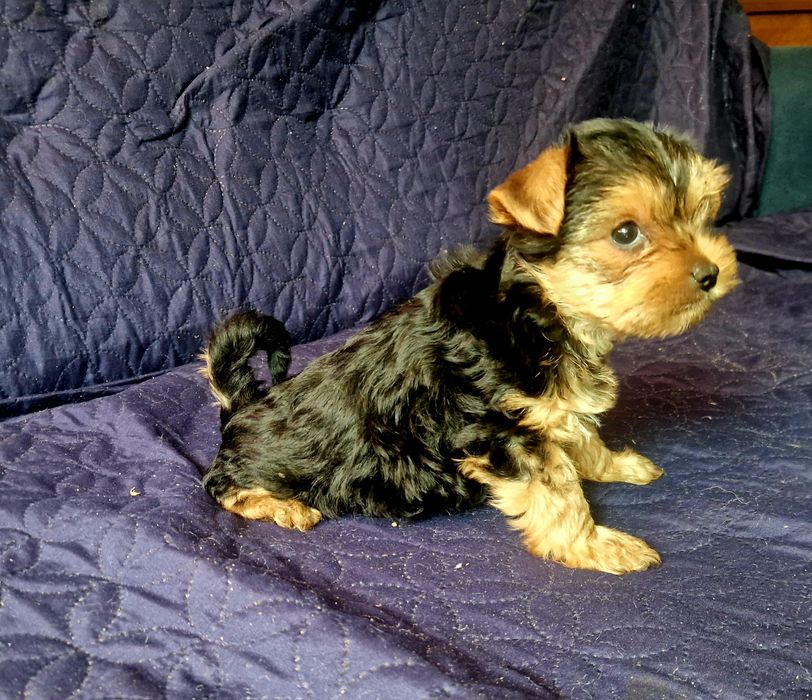 York suczka do odbioru