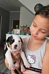 Amstaff Suczka Tricolor