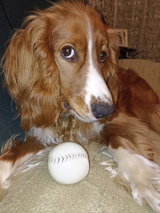 Кокер Спаніель (англійський) 2 роки шукає наречену