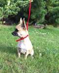 Chihuahua suczka