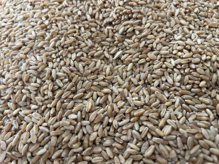 Продам посівну озиму тверду пшеницю