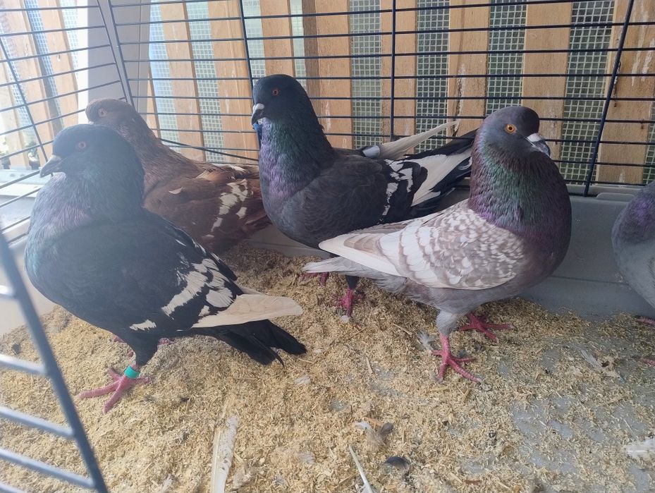 Sprzedam  gołębie rysie