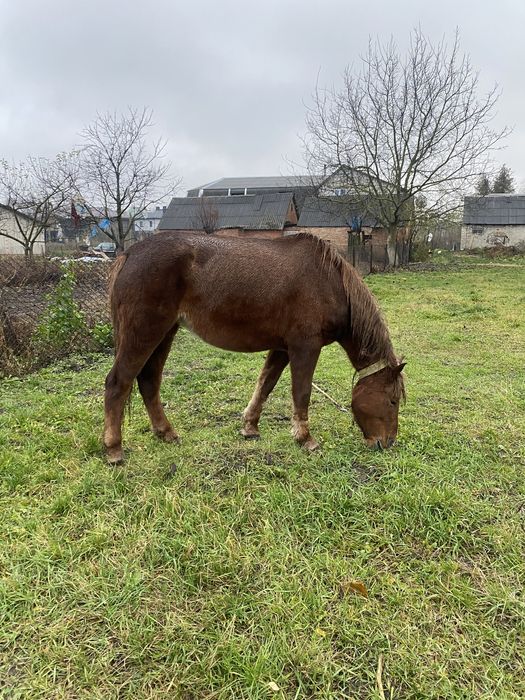 продам молоду кобилу 6 років